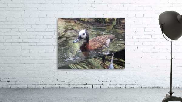 Duck Wall Preview