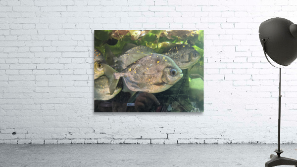 Colorful Fish Wall Preview