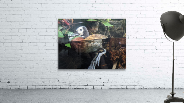 Duck Wall Preview