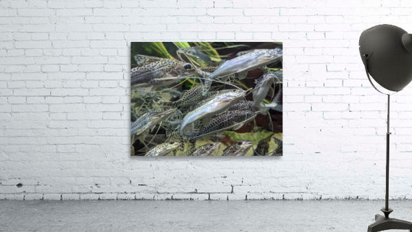 Colorful Fish Wall Preview