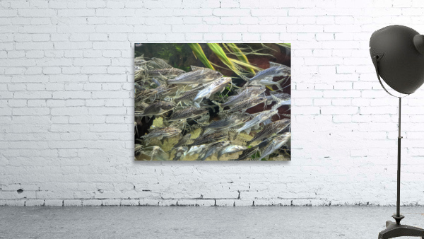 Colorful Fish Wall Preview