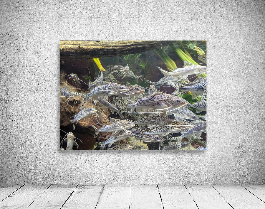Colorful Fish Wall Preview