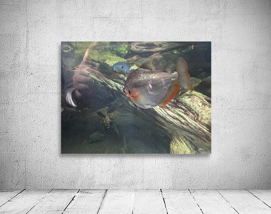 Colorful Fish Wall Preview