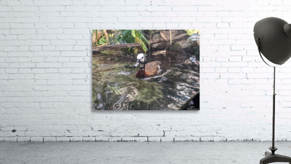 Duck Wall Preview