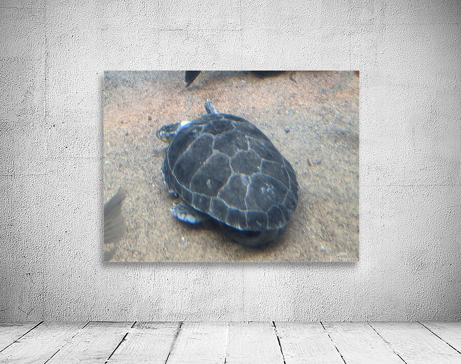 Turtle Wall Preview