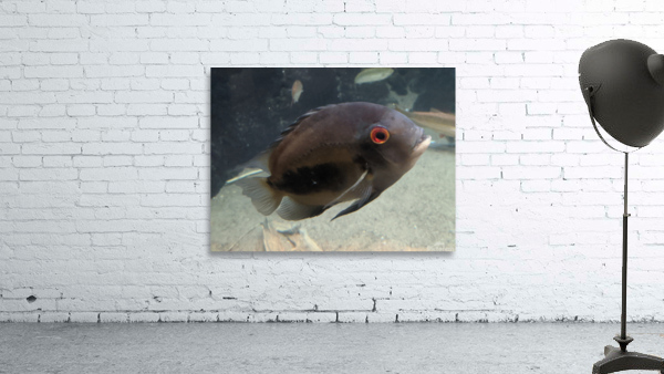 Black Fish Wall Preview