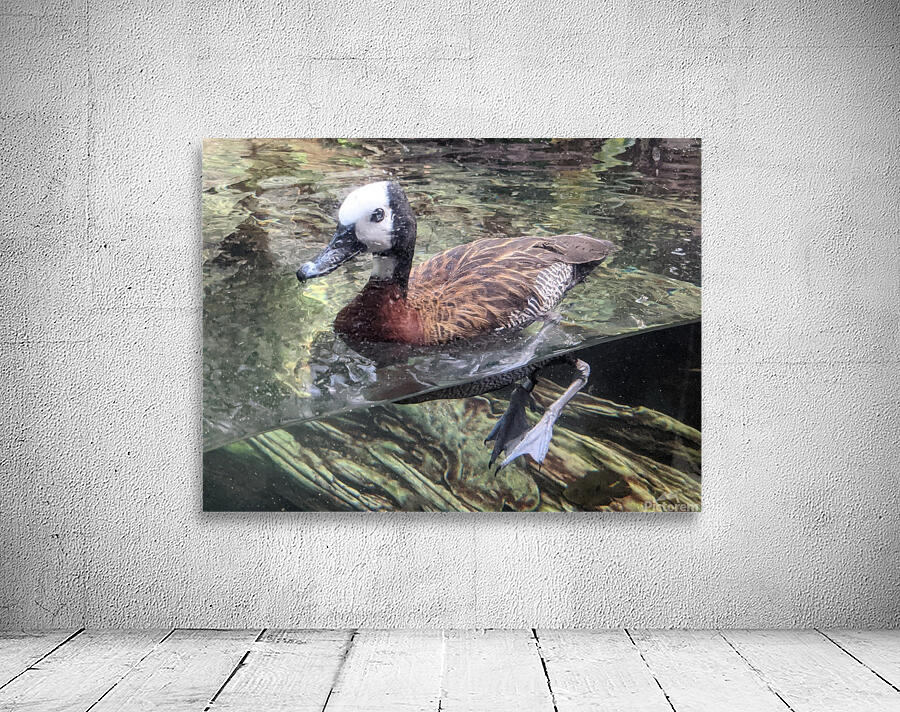 Duck Wall Preview