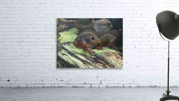 Colorful Fish Wall Preview
