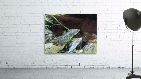 Colorful Fish Wall Preview