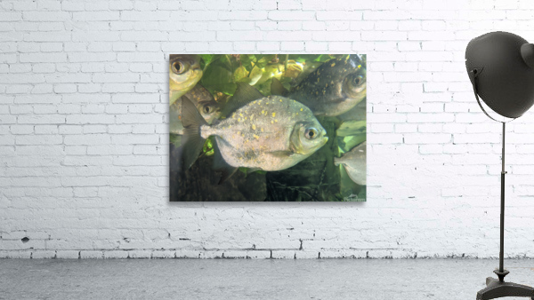 Colorful Fish Wall Preview