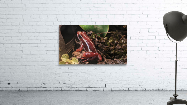 Red Frog Wall Preview