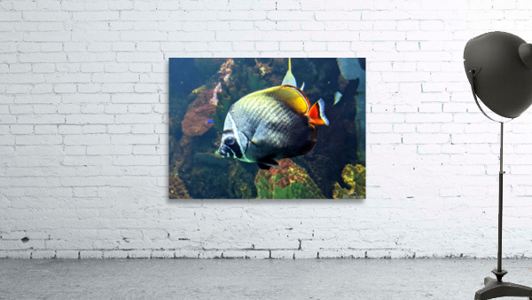 White Black Fish Wall Preview