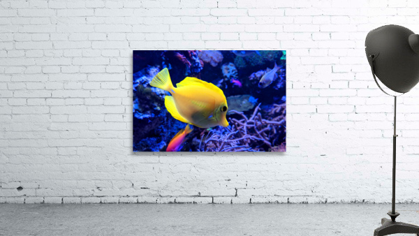 Yellow Fish Wall Preview