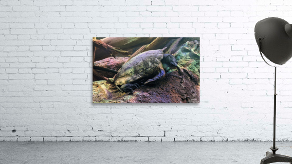 Turtle Wall Preview