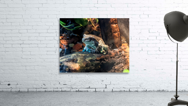 Toad Wall Preview