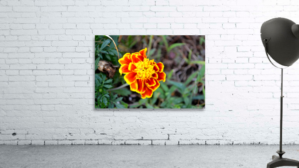 Yellow Red Flower Wall Preview