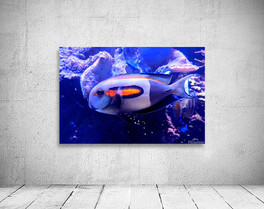 WhiteFish Wall Preview