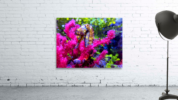 Seahorse Wall Preview