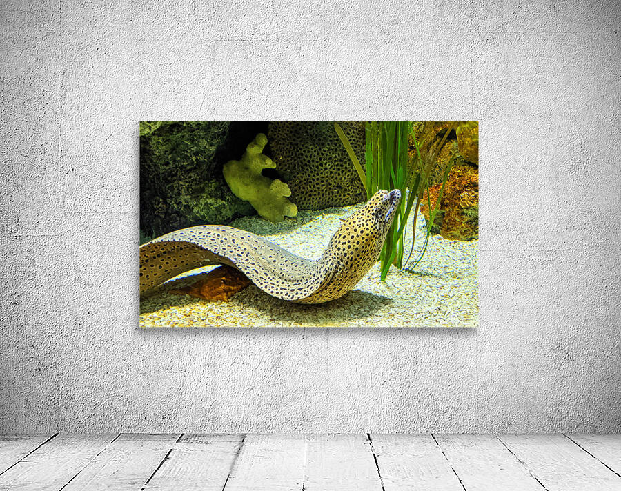 Yellow Eel Wall Preview