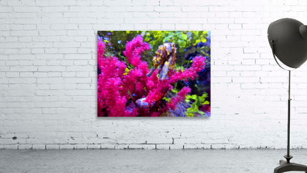 Seahorse Wall Preview