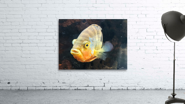 Yellow Orange Fish Wall Preview