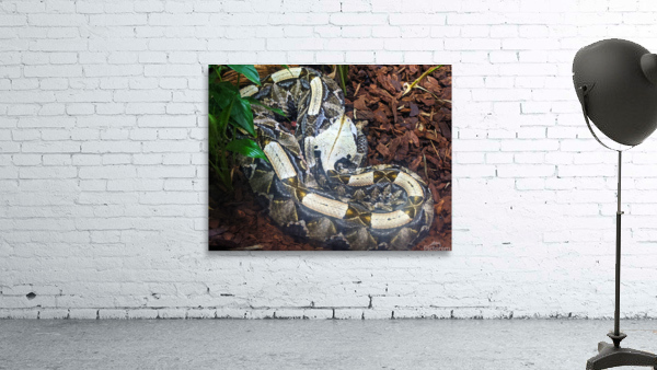 White Snake Wall Preview