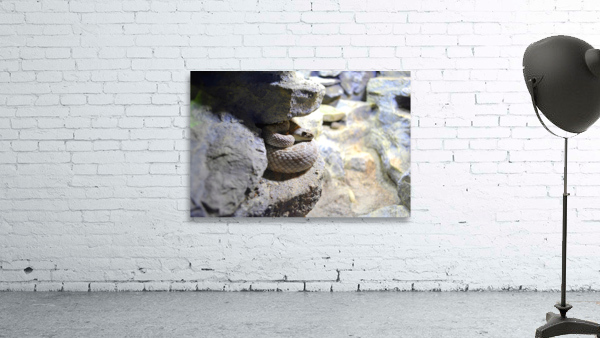 Snake Wall Preview