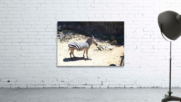 Zebra2 Wall Preview