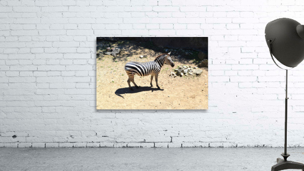 Zebra Wall Preview
