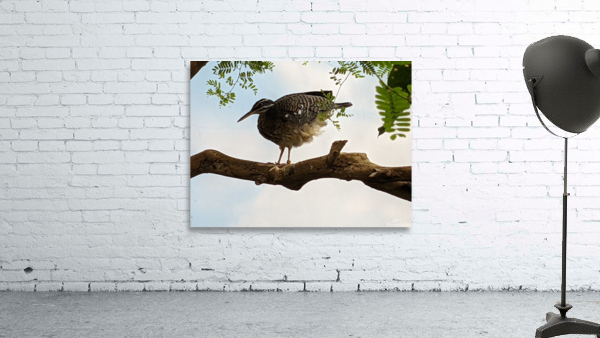 Bird Wall Preview