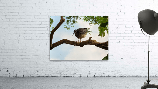 Bird Wall Preview