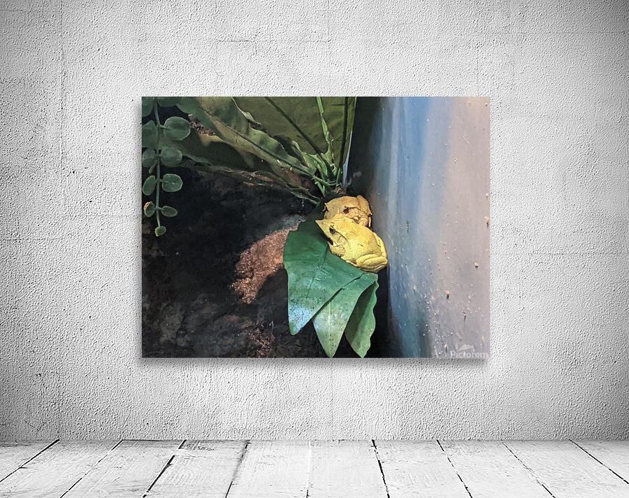 Yellow Frog Wall Preview