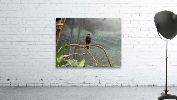 Bird Wall Preview