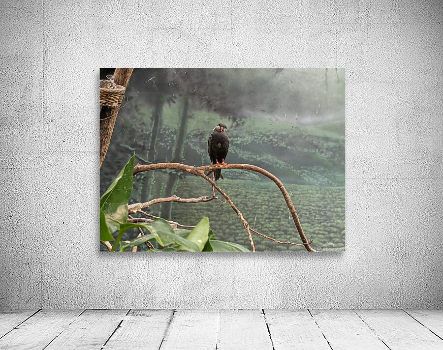 Bird Wall Preview