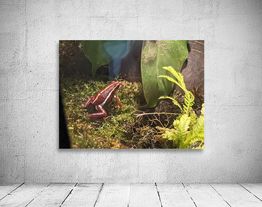 Red Frog Wall Preview
