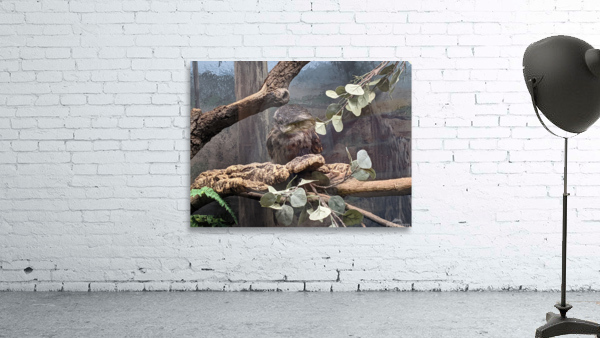 Bird Wall Preview