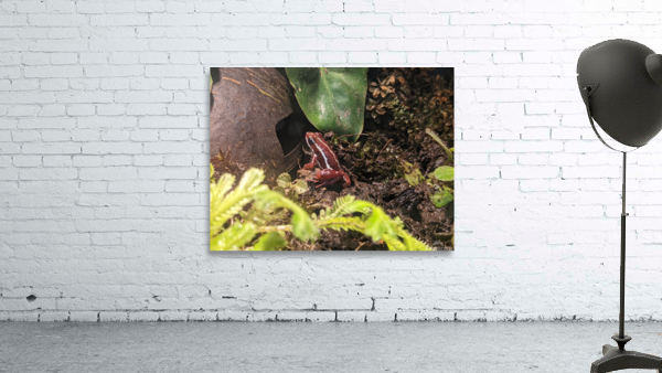 Red Frog Wall Preview
