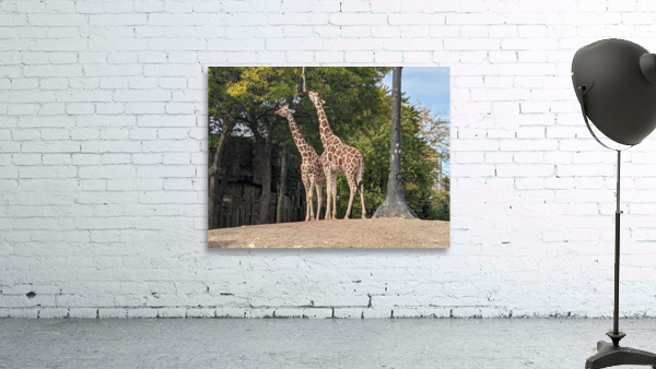 Giraffe Wall Preview