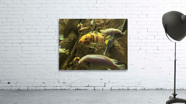 Colorful Fish Wall Preview