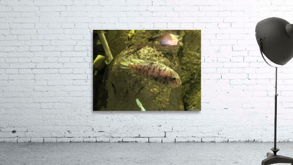 Colorful Fish Wall Preview