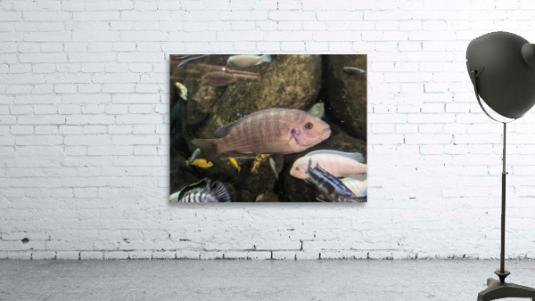 Colorful Fish Wall Preview