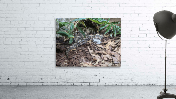 Zoo Wall Preview