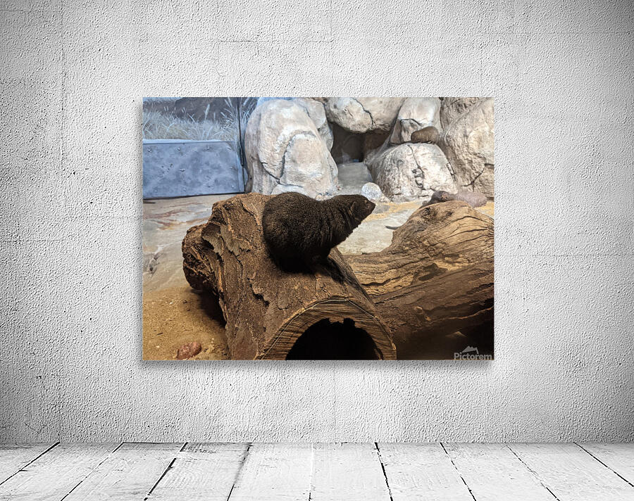 Zoo Wall Preview