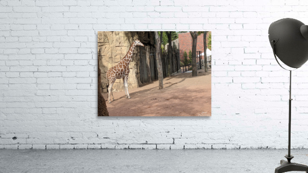 Giraffe Wall Preview