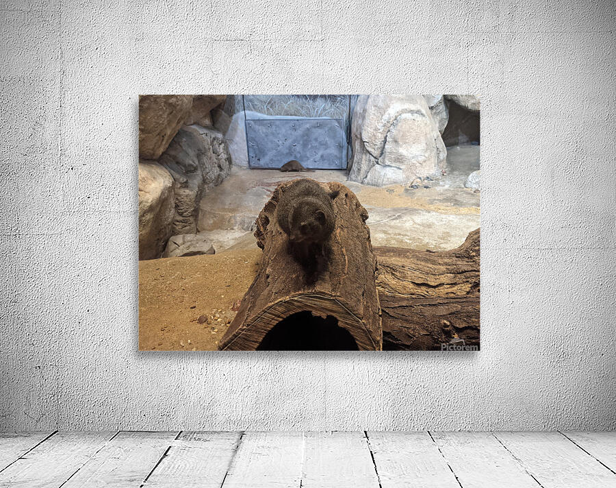 Zoo Wall Preview