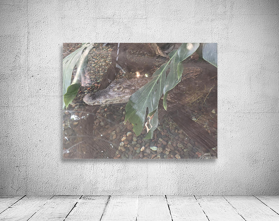 Zoo Wall Preview