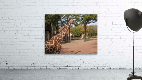 Giraffe Wall Preview