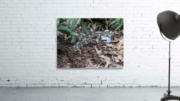 Snake Wall Preview