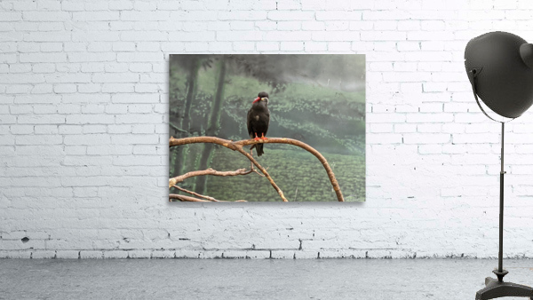 Bird Wall Preview