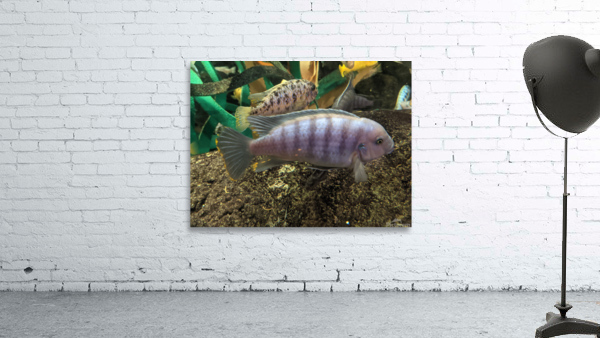 Colorful Fish Wall Preview